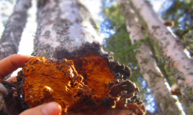 Chaga – Can it be sustainably harvested?