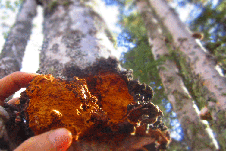 Chaga – Can it be sustainably harvested?