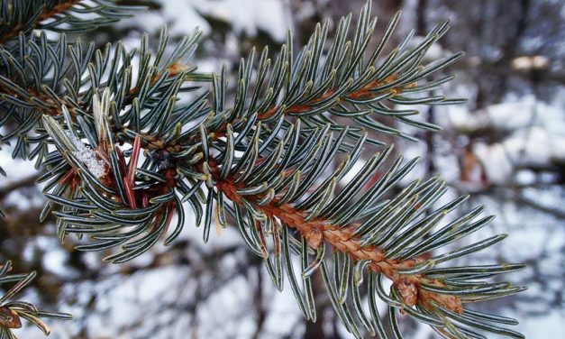 Tree Medicine